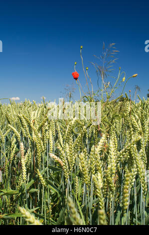 campi in erba Foto Stock