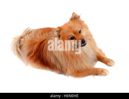 Bella Pomerania cane isolato su uno sfondo bianco Foto Stock