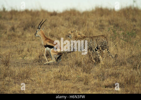 caccia del ghepardo Foto Stock