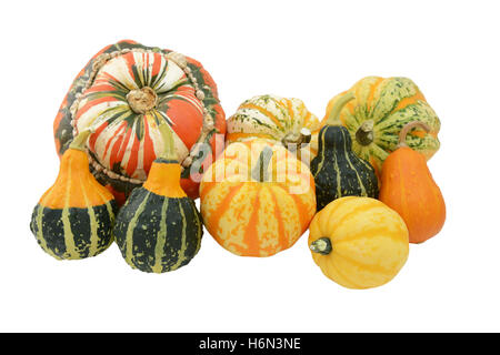 Selezione dei coloquintidi ornamentali con striped turchi turban squash e giallo e verde zucca Festival Foto Stock