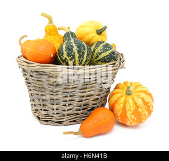 Selezione di verde, arancio e giallo coloquintidi ornamentali in un rustico cesto tessuto, due campi da squash giacciono accanto a Foto Stock
