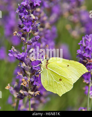 Insetti Ragni Foto Stock