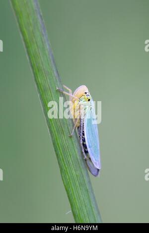 Leafhopper verde, Cicadella viridis Foto Stock