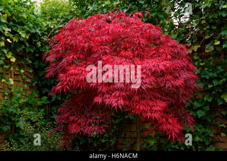 Acero giapponese (Acer Palmatum) tree a inizio autunno prima di foglie di autunno. Foto Stock