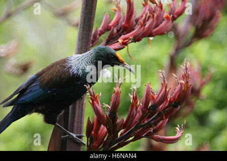 Tui endemica in Nuova Zelanda Foto Stock