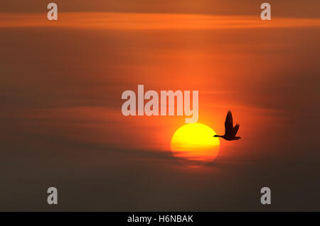 Verso il sole Foto Stock