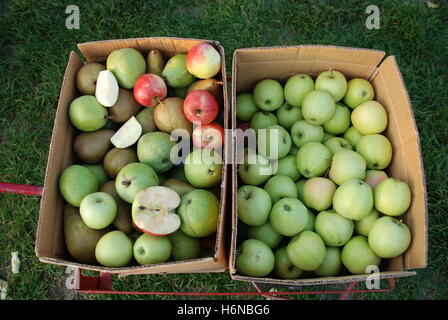 azioni Apple Foto Stock