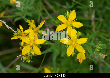Perforare St.John's wort, Hypericum perforatum, giallo fioritura delle piante su downland scrub, Berkshire, Luglio Foto Stock