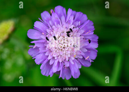 Blu, lilla fiore di campo scabious, Knautia arvensis, con coleotteri di polline (brassicogethes aeneus), Berkshire, luglio Foto Stock