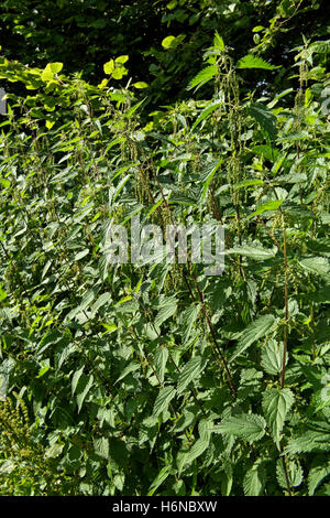 Ortica, Urtica dioica, fioritura accanto a un paese sentiero, Berkshire, Luglio Foto Stock