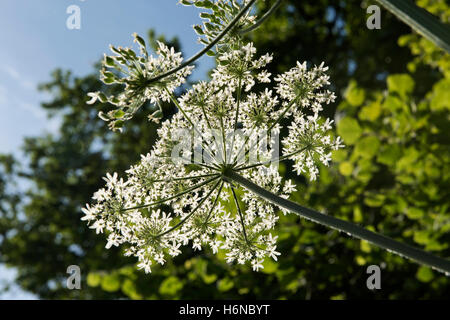 Un comune hogweed, Heracleum sphondylium, fiore guardando da sotto contro il cielo, Luglio Foto Stock