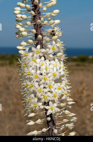 Flower spike di mare squill, Drimia maritima, sull'Isola Rossa, Sardegna, Settembre Foto Stock