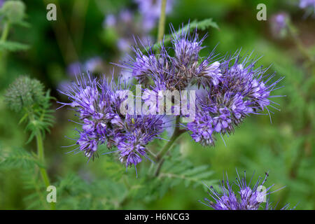 Un concime verde raccolto, Phacelia tanacetifolia, fiori coltivati in un posto vacante orto, Berkshire, Settembre Foto Stock