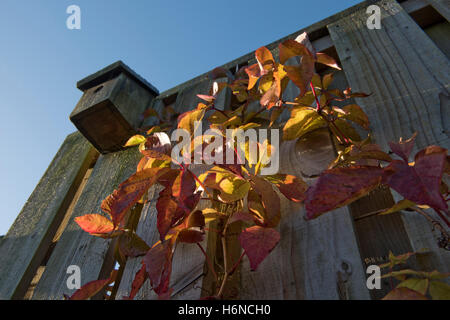 Virginia superriduttore, Parthenocissus tricuspidata, foglie rosse crescono su un recinto con un uccello nestbox, Ottobre Foto Stock