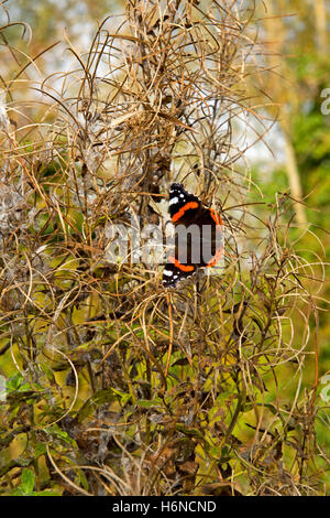 Un rosso admiral butterfly, Vanessa Atalanta, nel mese di ottobre del sole sulla semina willowherb maggiore Foto Stock