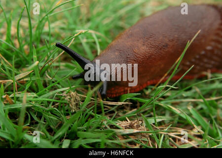 Rettili anfibi Foto Stock