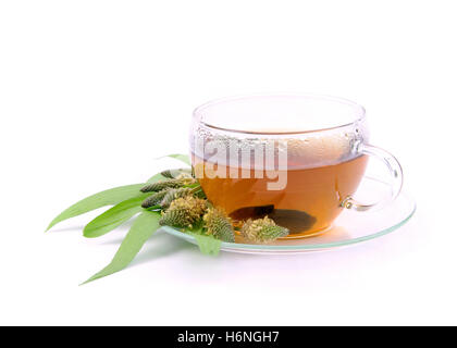 Il tè piantaggine - tea ribwort piantaggine 09 Foto Stock