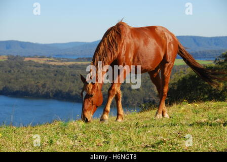 Quarterhorse con vedute di myall-lago Foto Stock