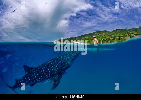 Squalo Balena e fisherman, Oslob, Cebu, Filippine Foto Stock