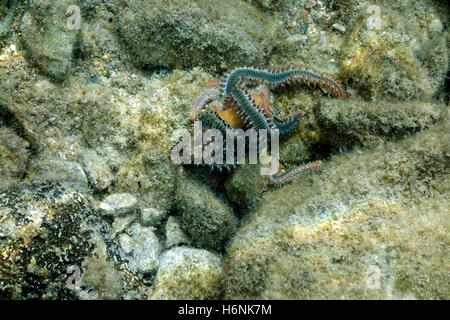 Gruppo di barbuto Fireworms Hermodice carunculata, Chalki, Dodecaneso, Grecia. Foto Stock