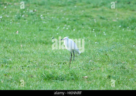 Garzetta (casmerodius albus) passeggiate sull'erba. Foto Stock