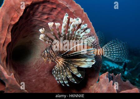 Pesce leone in Martinica Foto Stock