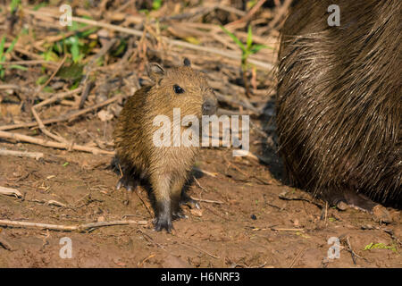 Wild Baby Capybara, Hydrochaeris hydrochaeris, accanto alla sua madre nel Pantanal, Brasile, Sud America Foto Stock