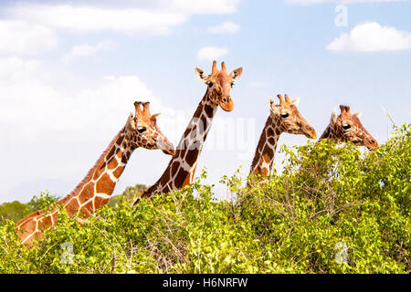 Quattro le giraffe reticolate, Giraffa camelopardalis reticulata, spiata su boccole, Bufalo Springs Game Reserve, Kenya, Africa Foto Stock