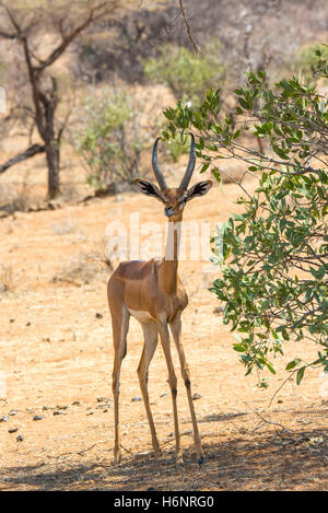 Giovani, bambini maschi, Gerenuk Litocranius walleri, in piedi di Bufalo Springs Game Reserve, nel nord del Kenya, Africa orientale Foto Stock