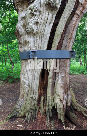 Controvento di metallo su un inglese di quercia (Quercus robur), la Foresta di Sherwood SSSI, Nottinghamshire, Inghilterra, Regno Unito Foto Stock