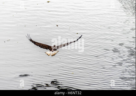 Aquila reale (Aquila chrysaetos) volando sopra la spiaggia Spiaggia di Mora, nello stato di Washington, Stati Uniti d'America - motion picture Foto Stock