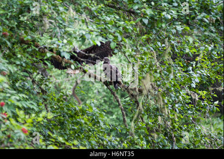 Aquila reale (Aquila chrysaetos) maschio e femmina di sedersi su un ramo in Rialto Beach, Mora, nello Stato di Washington, USA immagine 1 di 4 Foto Stock