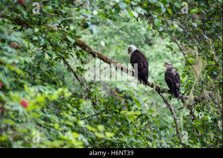 Aquila reale (Aquila chrysaetos) maschio e femmina di sedersi su un ramo in Rialto Beach, Mora, nello stato di Washington, USA -numero di immagine 2 di 4 Foto Stock