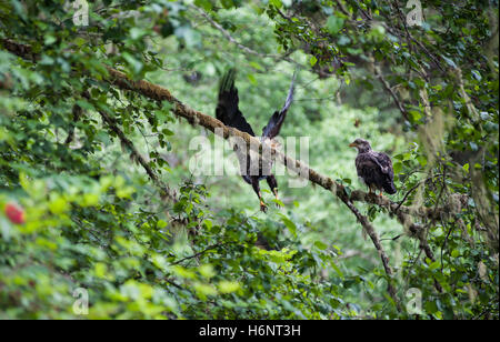 Aquila reale (Aquila chrysaetos) maschio e femmina di sedersi su un ramo in Rialto Beach, Mora, nello Stato di Washington, USA, Stati Uniti d'America - Foto di serie Foto Stock