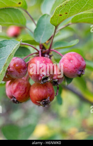 Malus Crab Apple frutti, England, Regno Unito Foto Stock