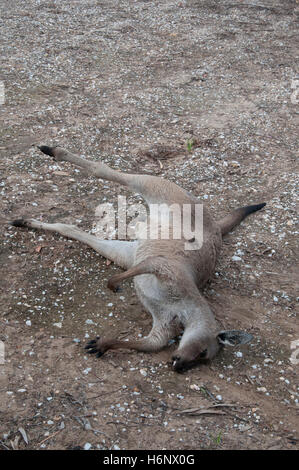 Roadkill kangaroo nella Barossa Valley, Sud Australia Foto Stock