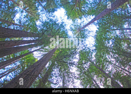 Vista del Tree Tops del nord della California redwoods dalla prospettiva di qualcuno guardando verso il cielo. Foto Stock