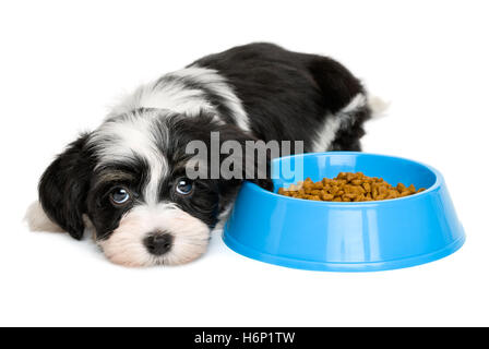 Carino Havanese cucciolo che giace accanto al blu di una ciotola di cibo Foto Stock