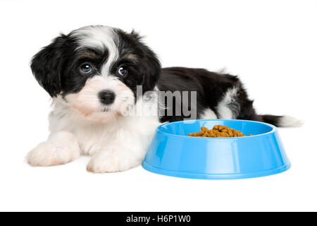 Carino Havanese cucciolo che giace accanto al blu di una ciotola di cibo Foto Stock