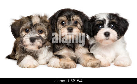 Tre simpatici cuccioli havanese sono affiancati tra di loro Foto Stock