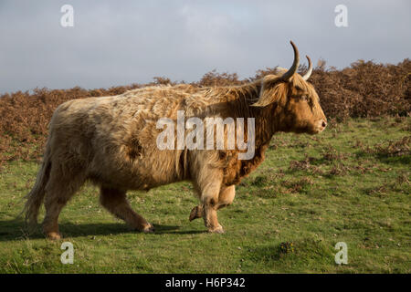 Highland longhorn bovini sul camminare liberamente su Dartmoor Devon, Regno Unito. Foto Stock