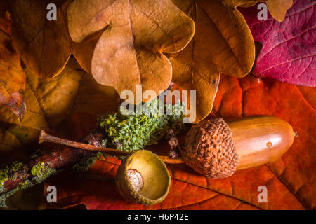 Acorn e colori autunnali Foto Stock