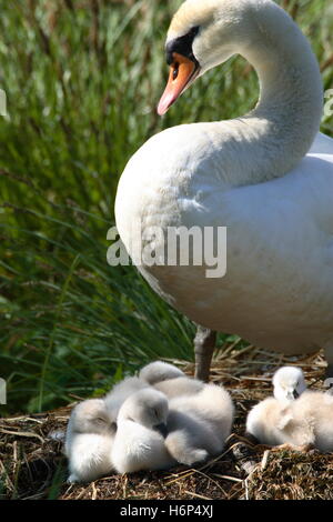 Swan con i giovani Foto Stock