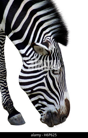 Zebra Foto Stock