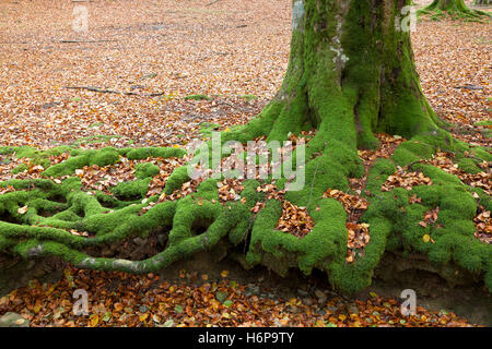 foreste di alberi Foto Stock