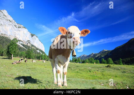 animali utili Foto Stock