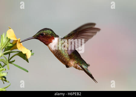 Piante e fiori uccelli selvatici selvatici hummingbird animale di natura uccelli fiore pianta della fauna selvatica maschile maschio ala degli uccelli selvatici Foto Stock