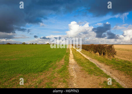 Nuvole scure su una fattoria di pietra calcarea con una traccia biancospino una siepe e giovani campo di grano in scenic Yorkshire wolds paesaggio Foto Stock