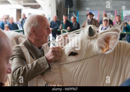 Bovini la concorrenza leale tra gli agricoltori in Italia Foto Stock