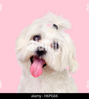 Bello cane con una spiralina di divertenti su uno sfondo rosa Foto Stock